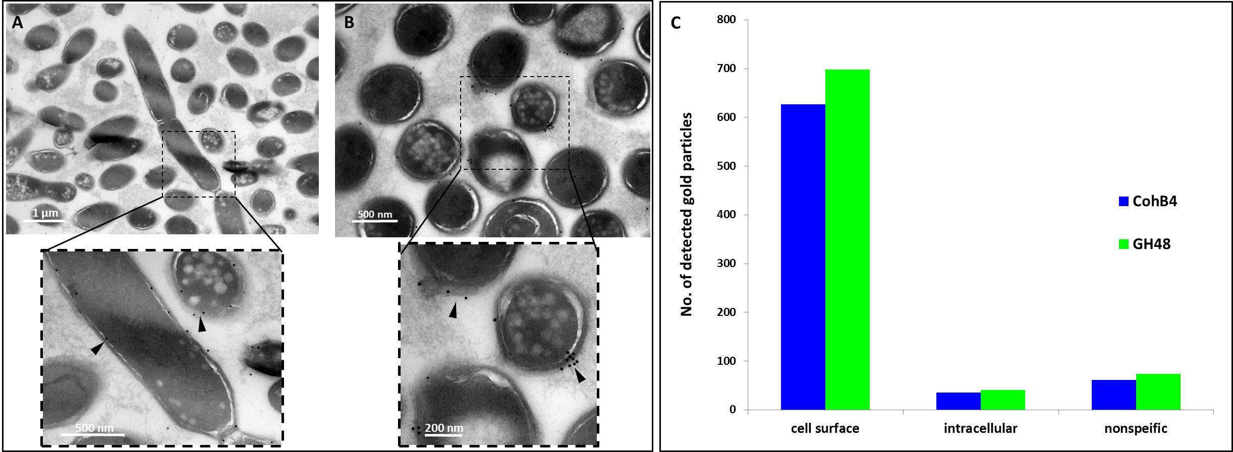 Figure 2: TEM immunolabeling of C. clariflavum. Cells were immunolabeled (arrows) with gold-derivatized anti-CohB4 (A) or anti-GH48 (B). (C) Cellulosome particles are exclusively localized to the cell surface (cells labeled by anti-CohB4 n=217 and by anti-GH48 n=269).